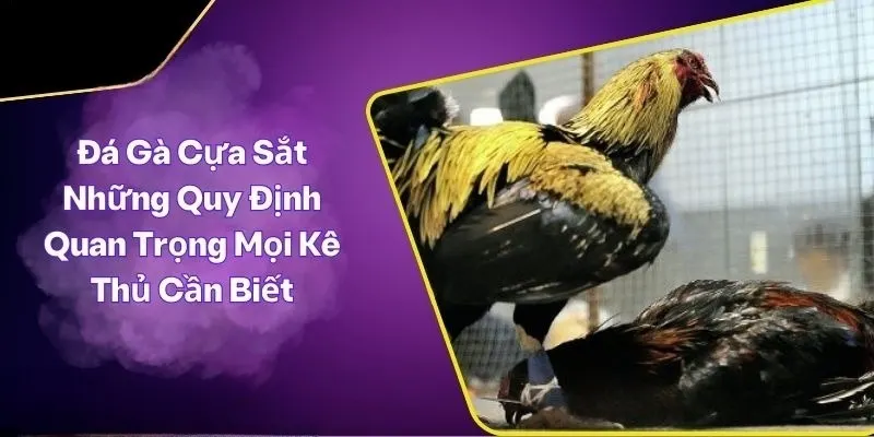 Thông tin về các bước tham gia vào đặt cược đá gà cựa sắt