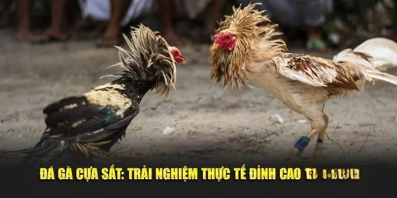 Phải kiểm tra trọng lượng trước khi bước vào trận đá gà cựa sắt