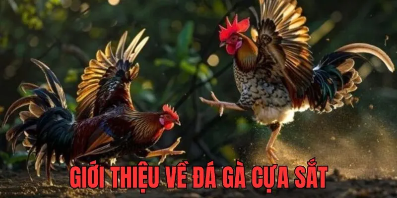 Đá gà cựa sắt được nhiều anh em yêu thích vì sự kịch tính