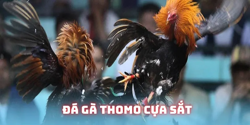 Đá gà Thomo trang bị vũ khí kịch tính từng giây