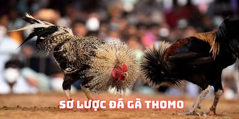 Nội dung mới về đá gà Thomo