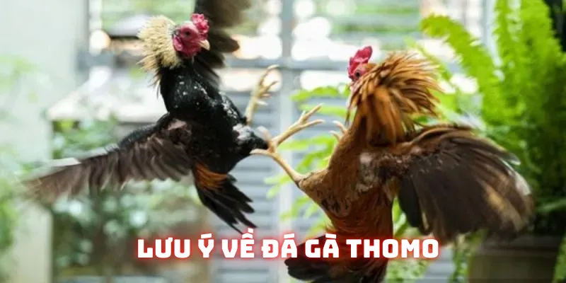 Những lưu ý khi bạn tham gia đá gà Thomo