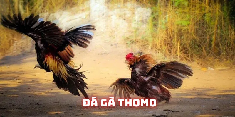 đá gà thomo